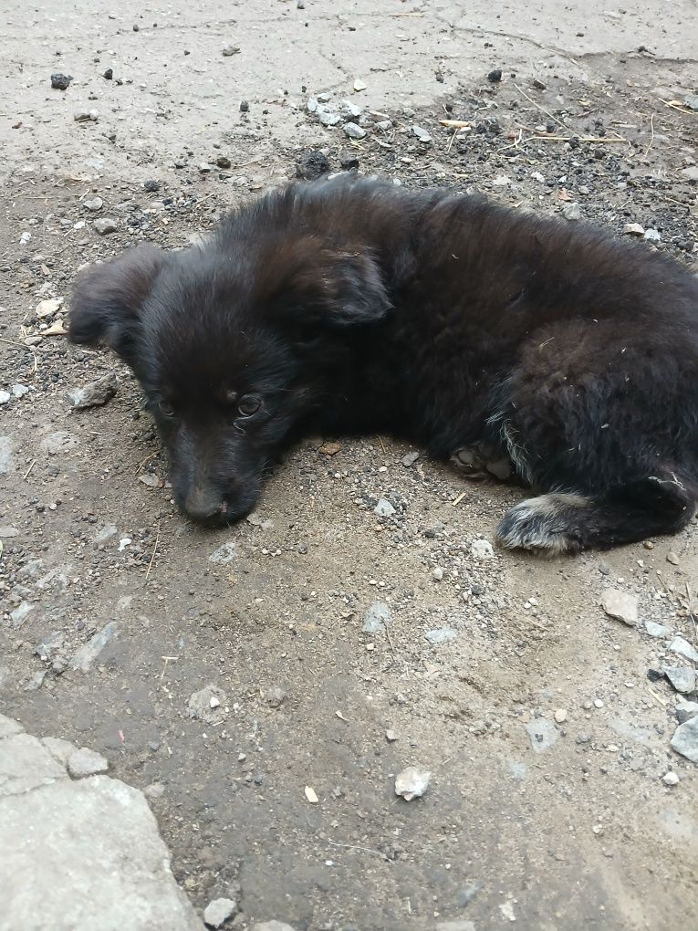 Шукаю нового господаря