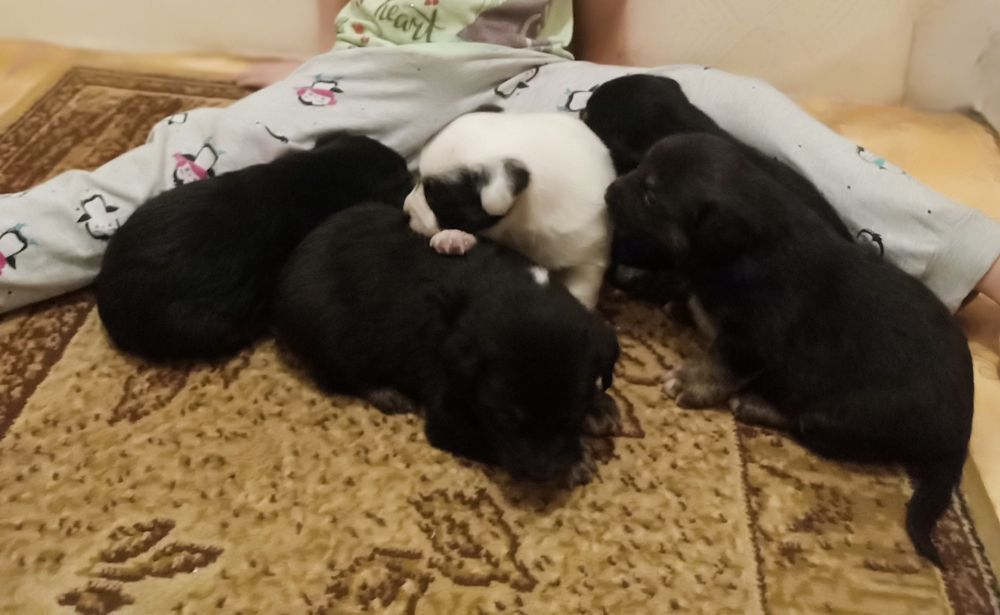 Срочно!Цуценята віддам у добрі руки.