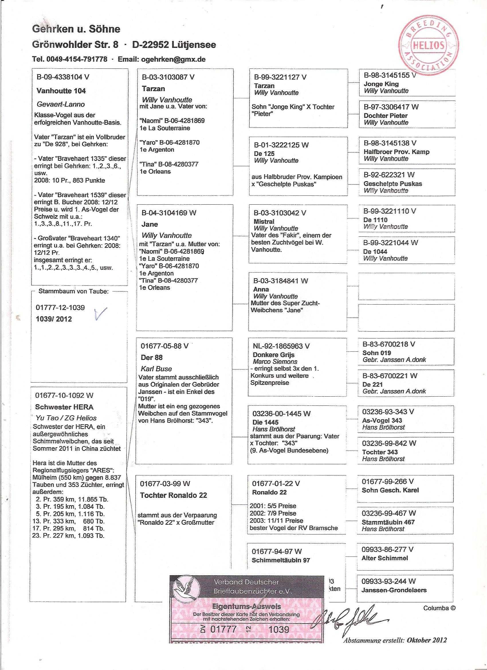 Młode Szpaki 2025 Para nr 51 Rzepka x ZG Helios gołąb gołębie pocztowe