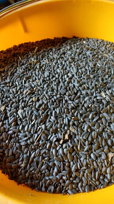 Słonecznik czarny czysty dla dzikich ptaków gołębi sikorki wróbli jeże