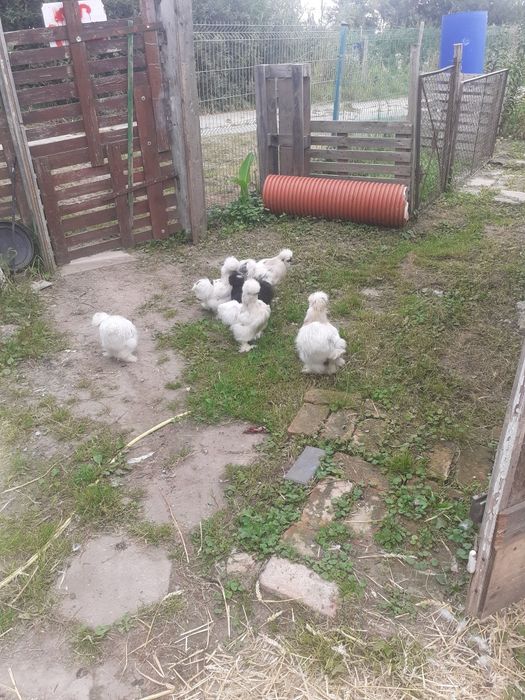 Sprzedam Silki koguty