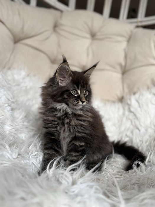 Maine Coon - kotka