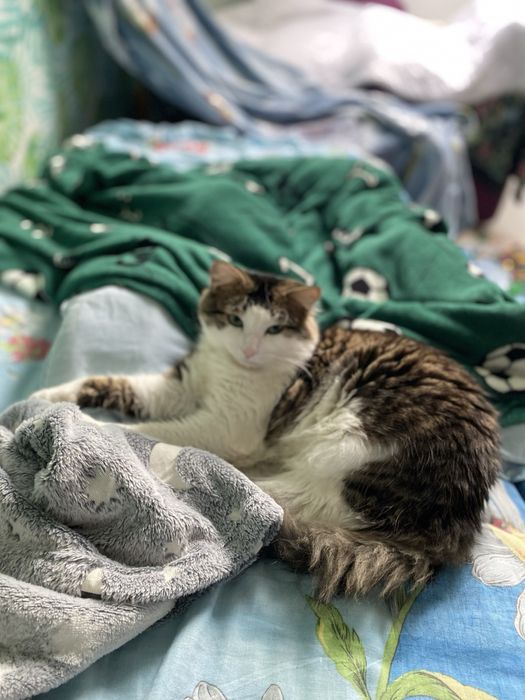 Пропав кіт Риччі хлопчик