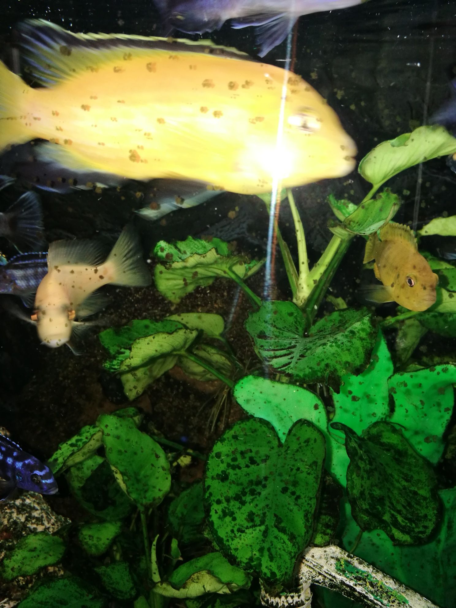 rośliny Anubias