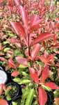 Photinia Red Robin – Cerca Viva Rápida e Resistente