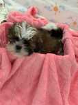 Śliczny chłopiec Shih tzu