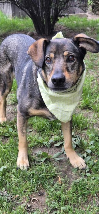 Przemiły psia do adopcji