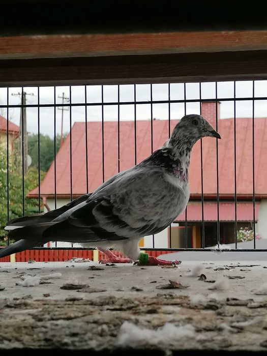 samiczka rozpłodowa 2018 r, gołębie pocztowe