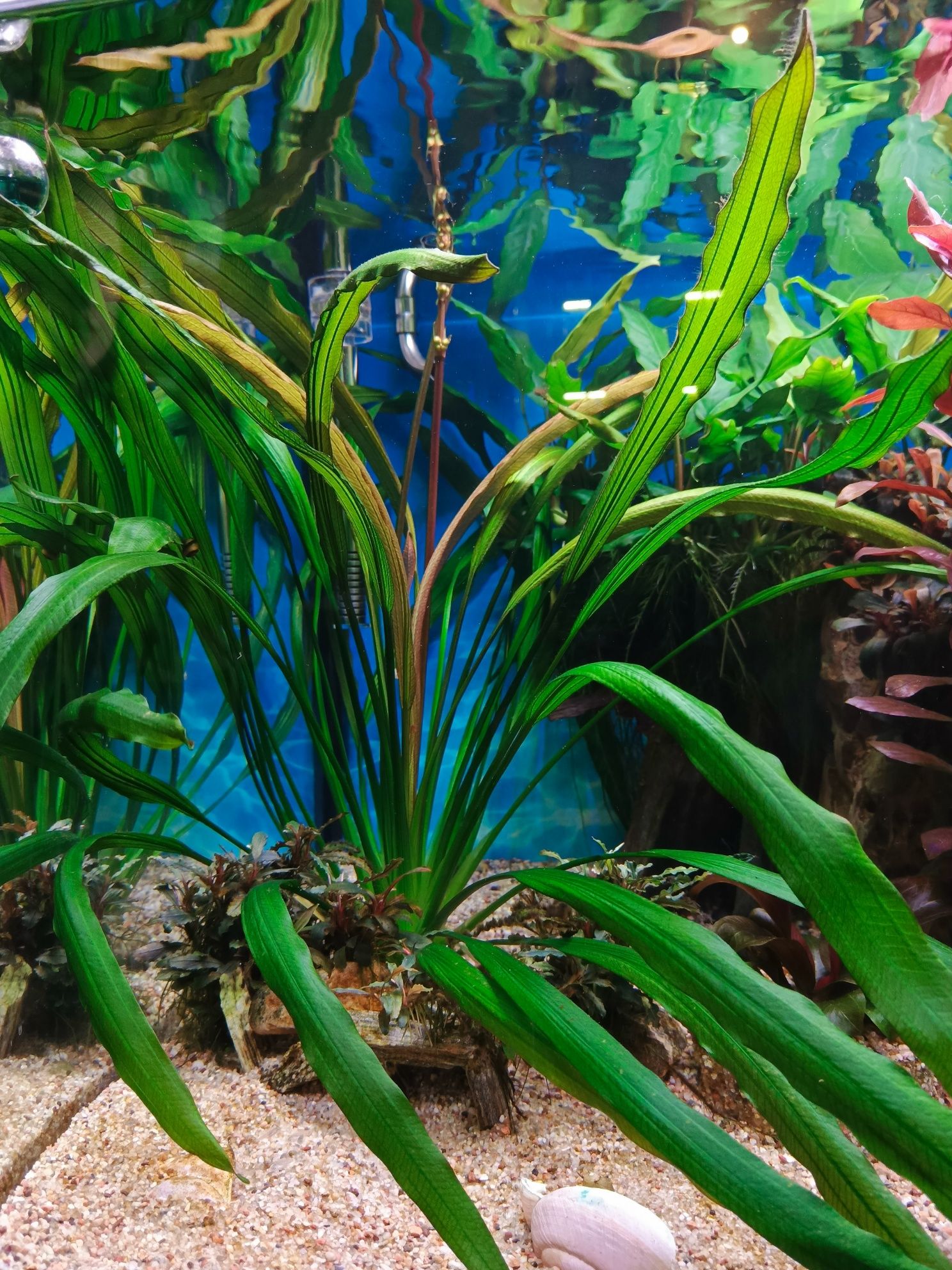 Echinodorus red devil