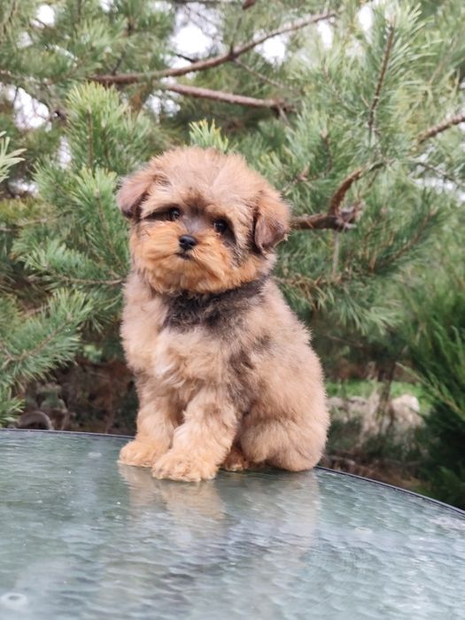 Дівчинка мальтипу