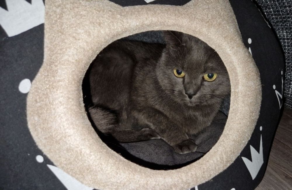 Будинок.Кошка.Домик для котиків та маленьких песиків