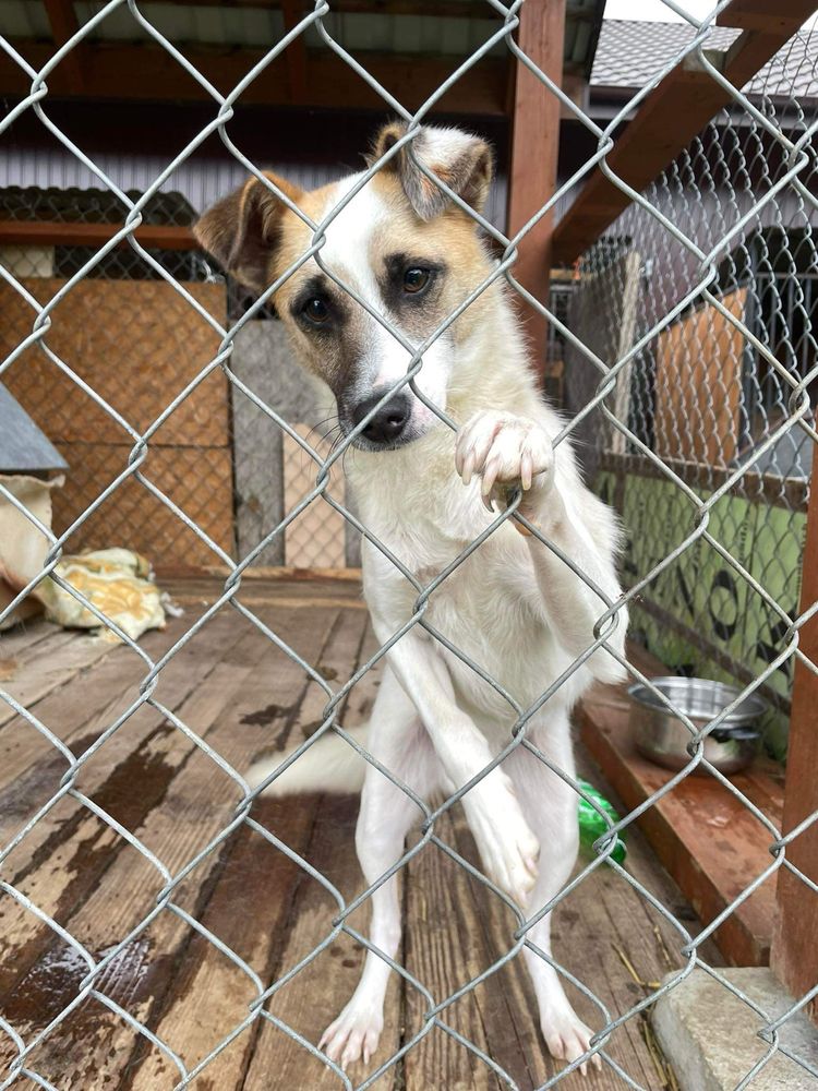 mlody piesek z łatką w kształcie  serca do adopji!