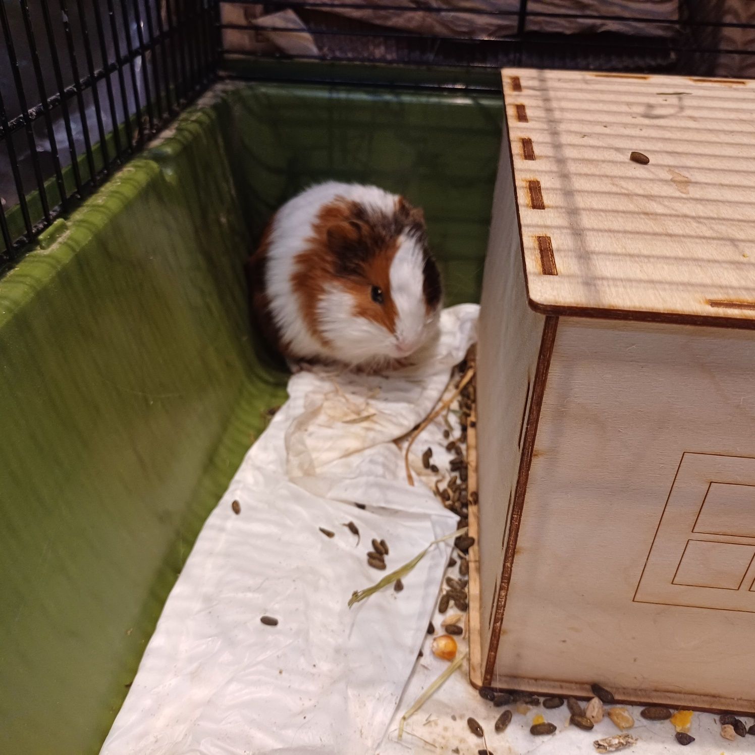 Świnka Morska Białystok sklep zoologiczny DOBRY GUCIO