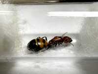 Camponotus nicobarensis Królowa + potomstwo - Od MrówSona