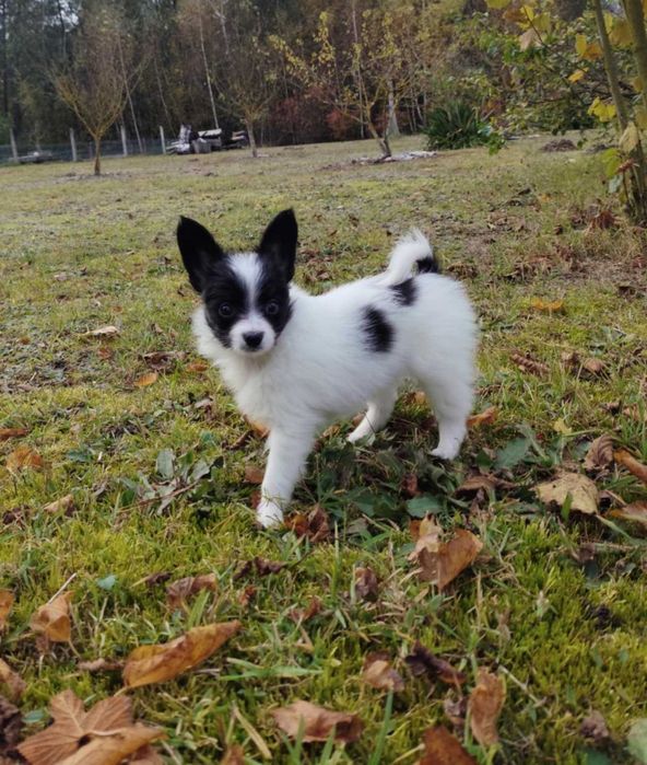Papillon, suczka ZKwP