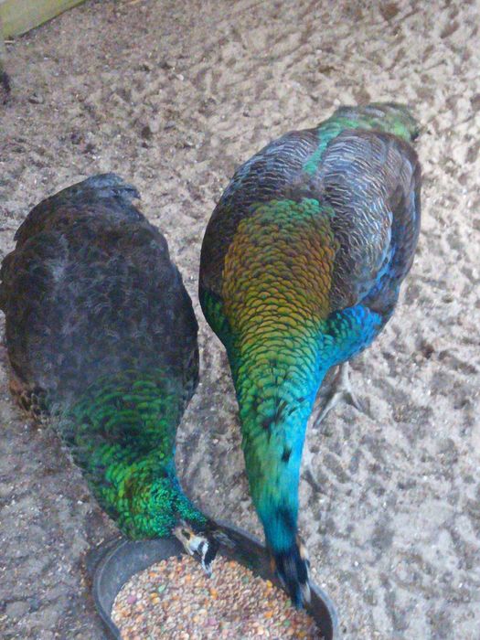 Paw pawie pawica szmaragdowa szmaragdowe para