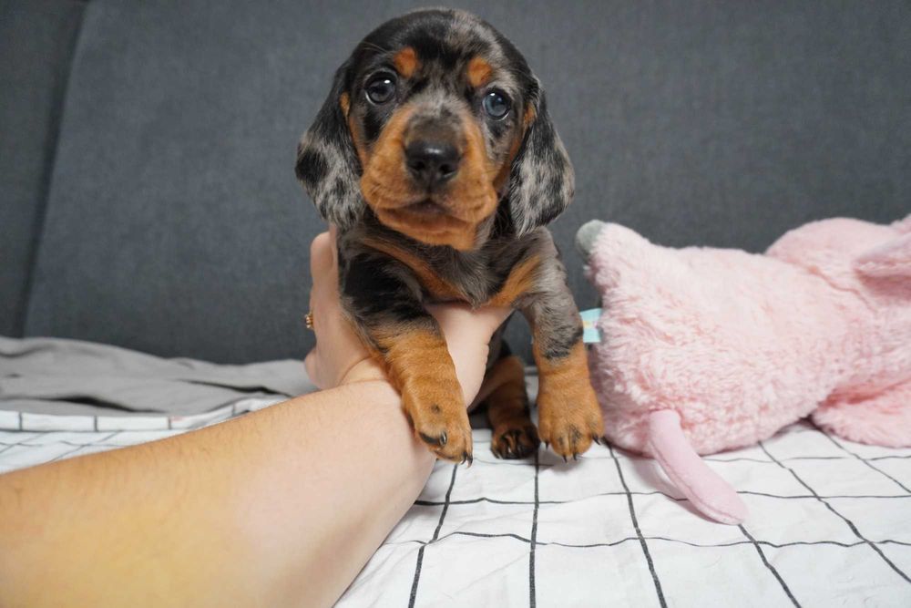 Jamnik merle piesek szczeniak