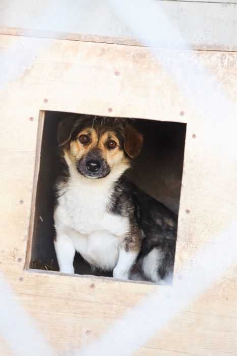 Teo blaga o kochajacy dom