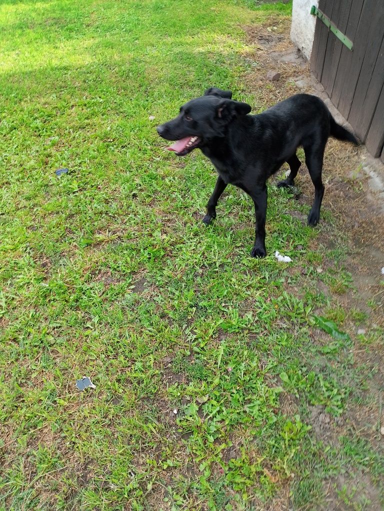 Za darmo Wilk labrador