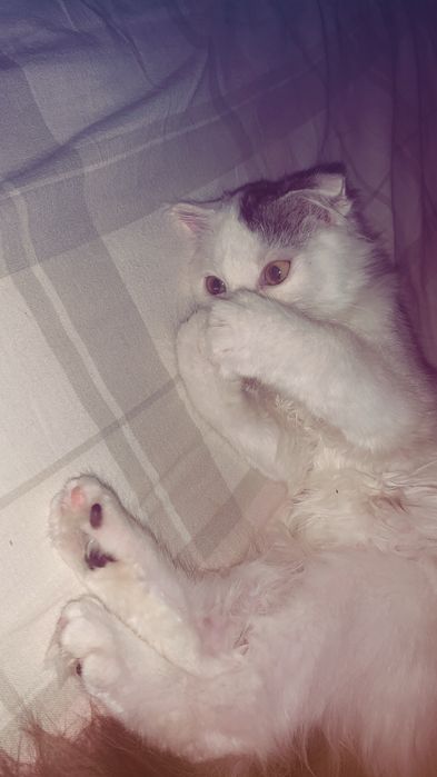 Продам гарненьке кошеня 2,5 місяці