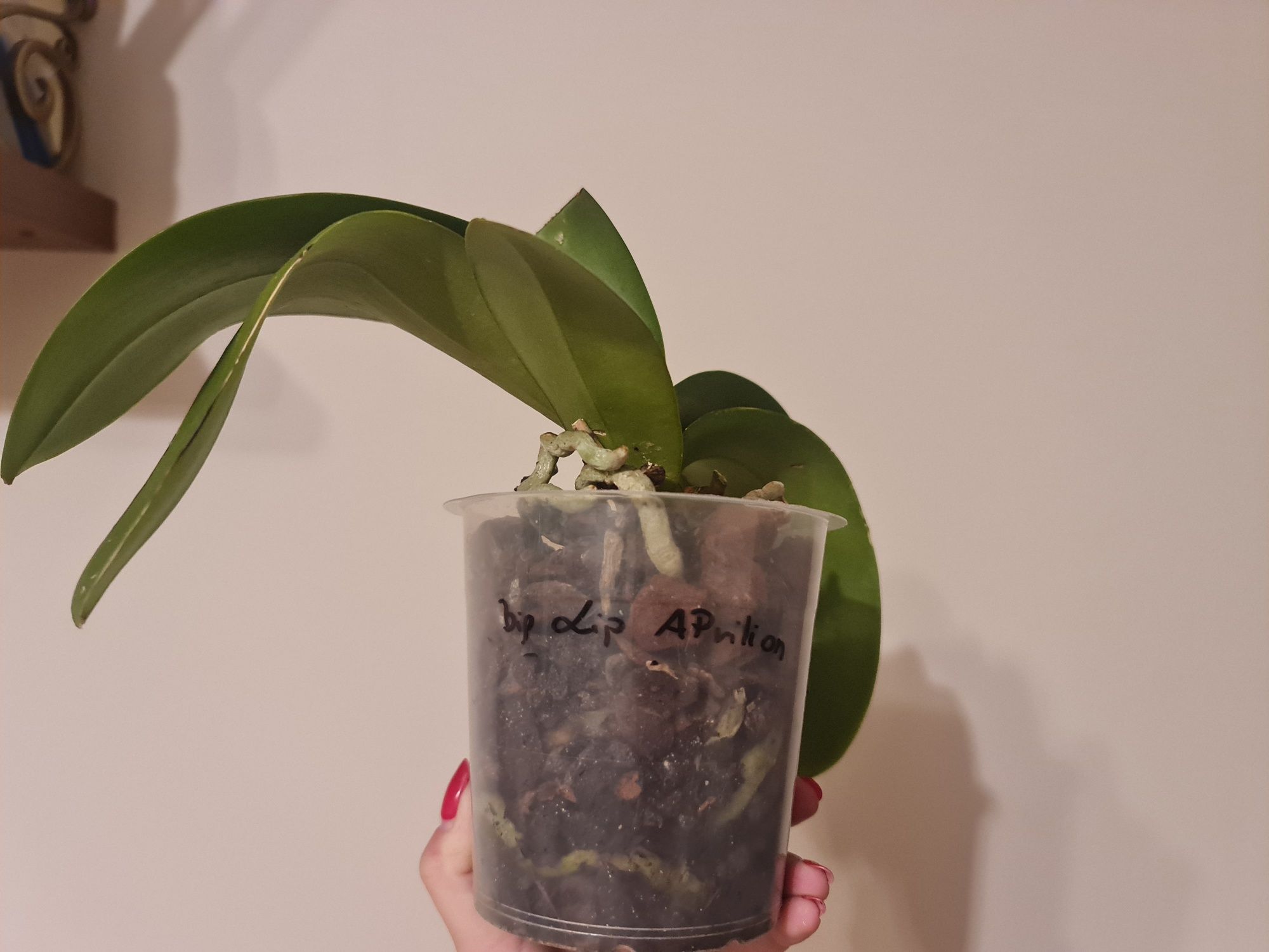 Phalaenopsis Big Lip Aprilion