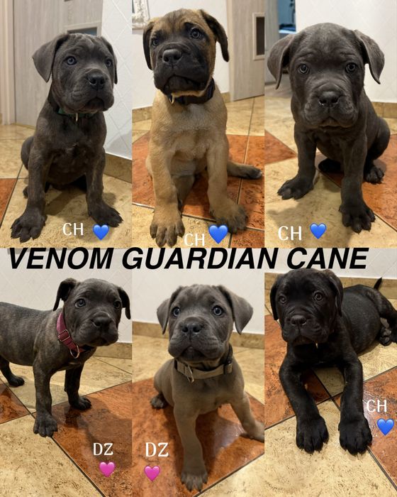 Cane corso z rodowodem