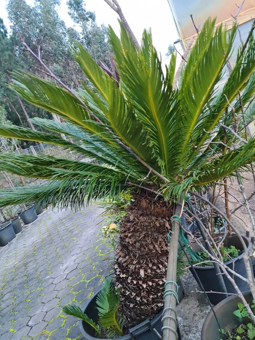 Cyca Revoluta em Selha