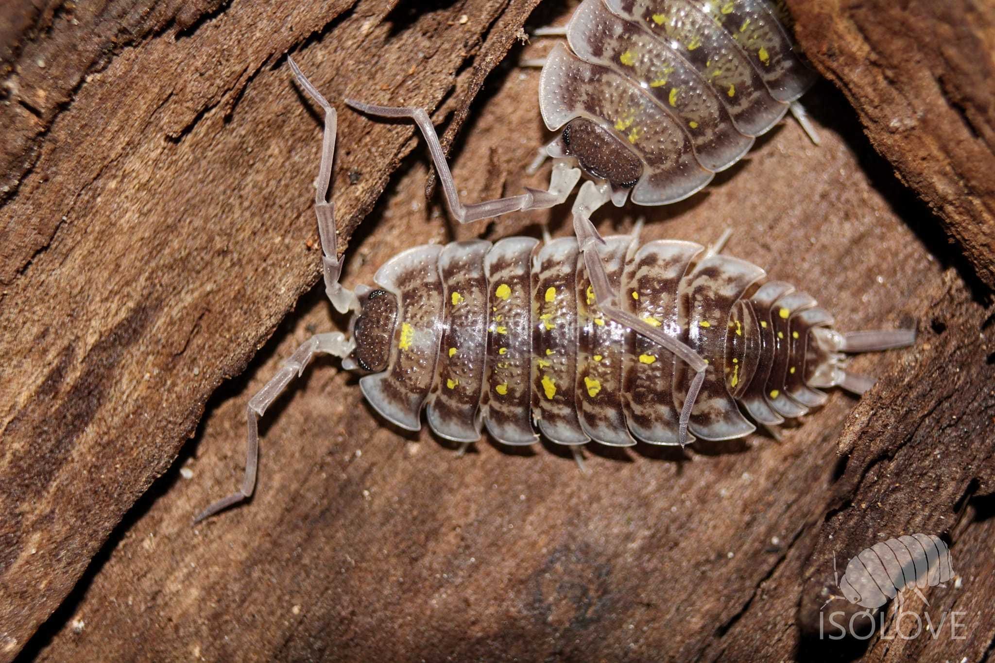 Porcellio nicklesi "yellow dot", duże równonogi, isopods