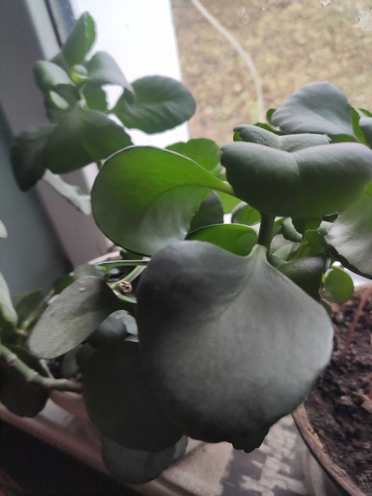 Каланхое, квіти, квітка