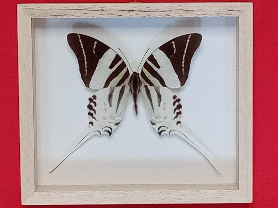 Motyl w ramce 16x14 cm . Graphium androcles .