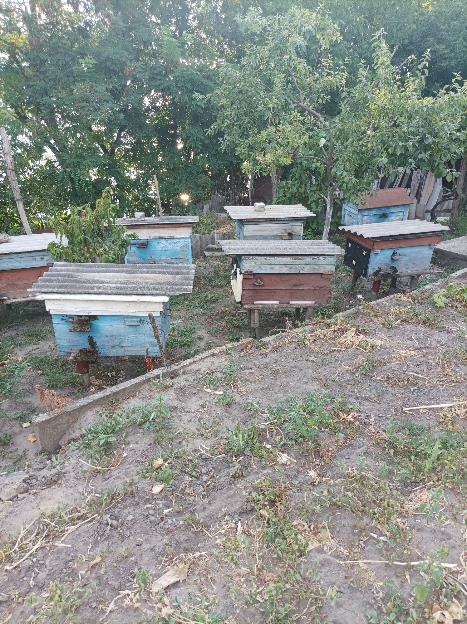 Продам Бжіл з вуликами