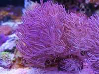 Coral Xênia frags xxl