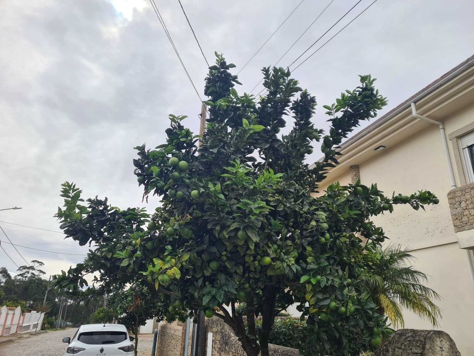 Serviço de Poda Técnica de Árvores Frutíferas e Ornamentais