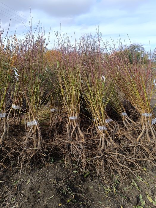 Саджанці ІНЖИРНОГО персика.