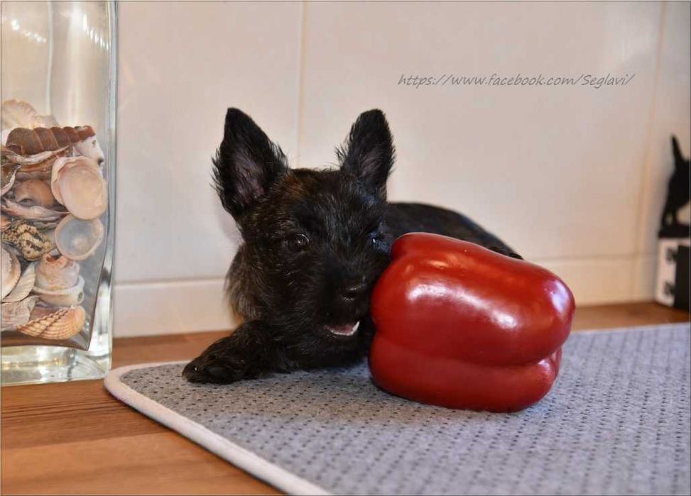 Cairn Terrier - rodowodowy (ZKwP/FCI) piesek po Championach