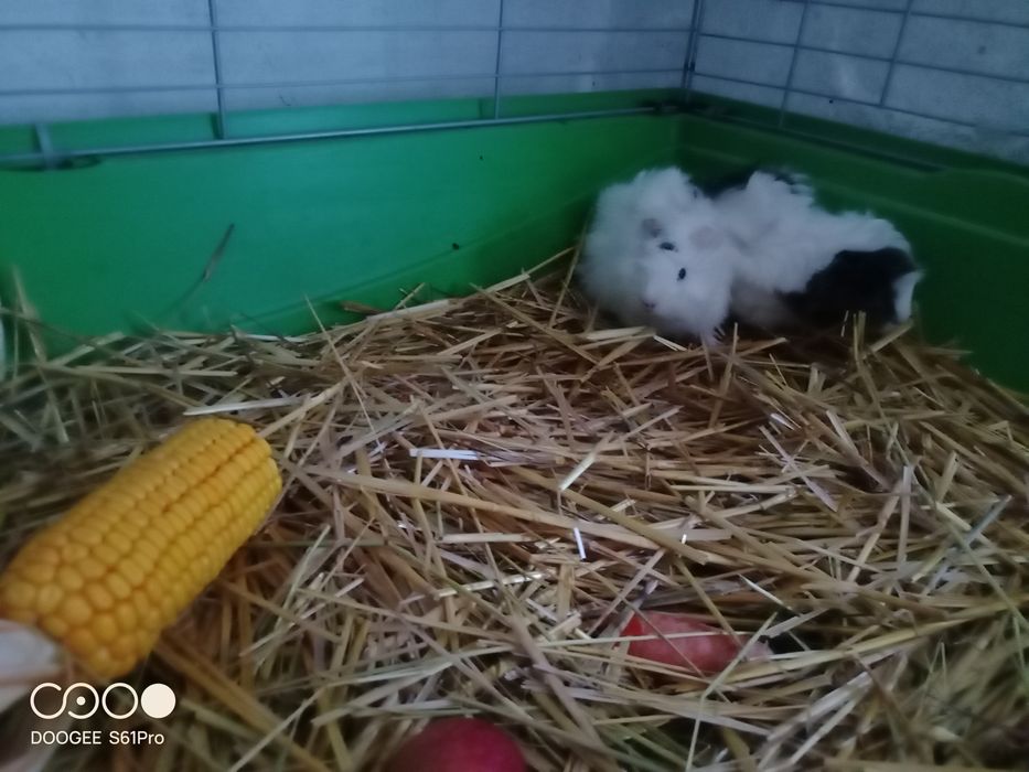 Świnki morskie młode