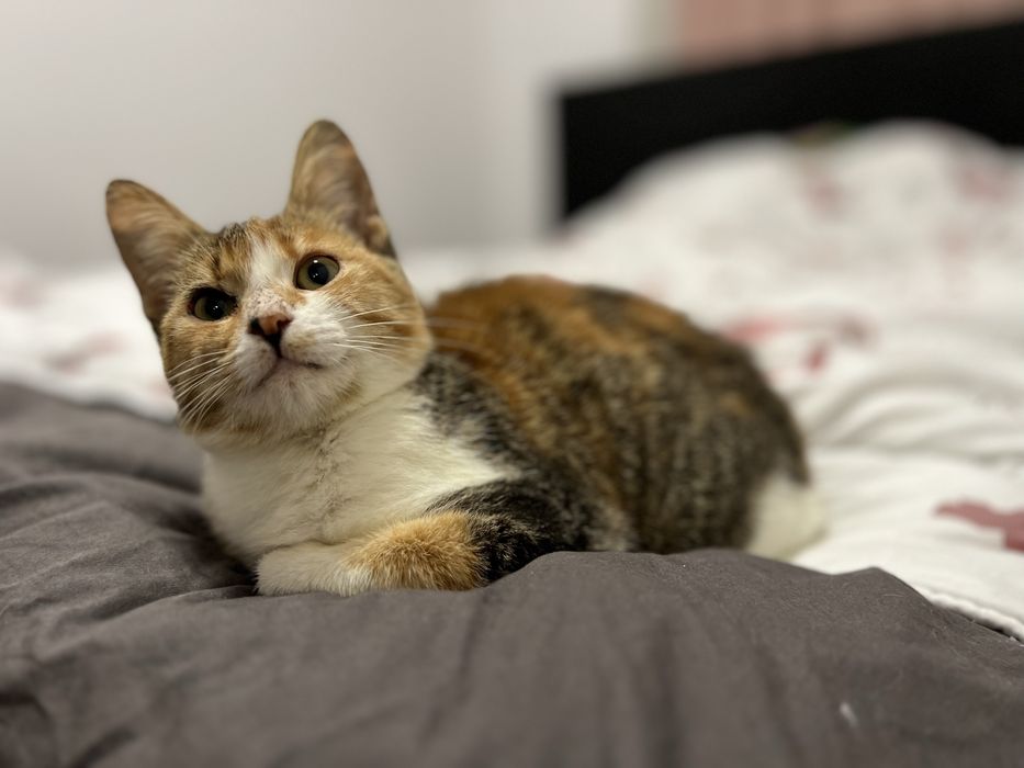 Bambi - mały tulasek szuka swojego człowieka.