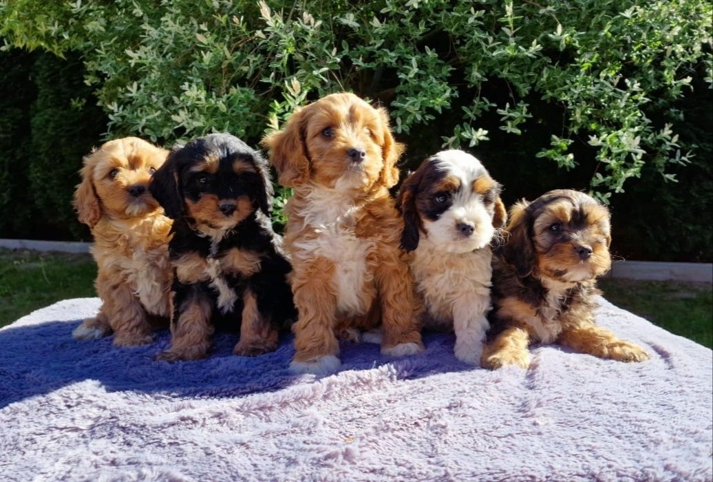 Cavapoo cavadoodle cavalier pudel