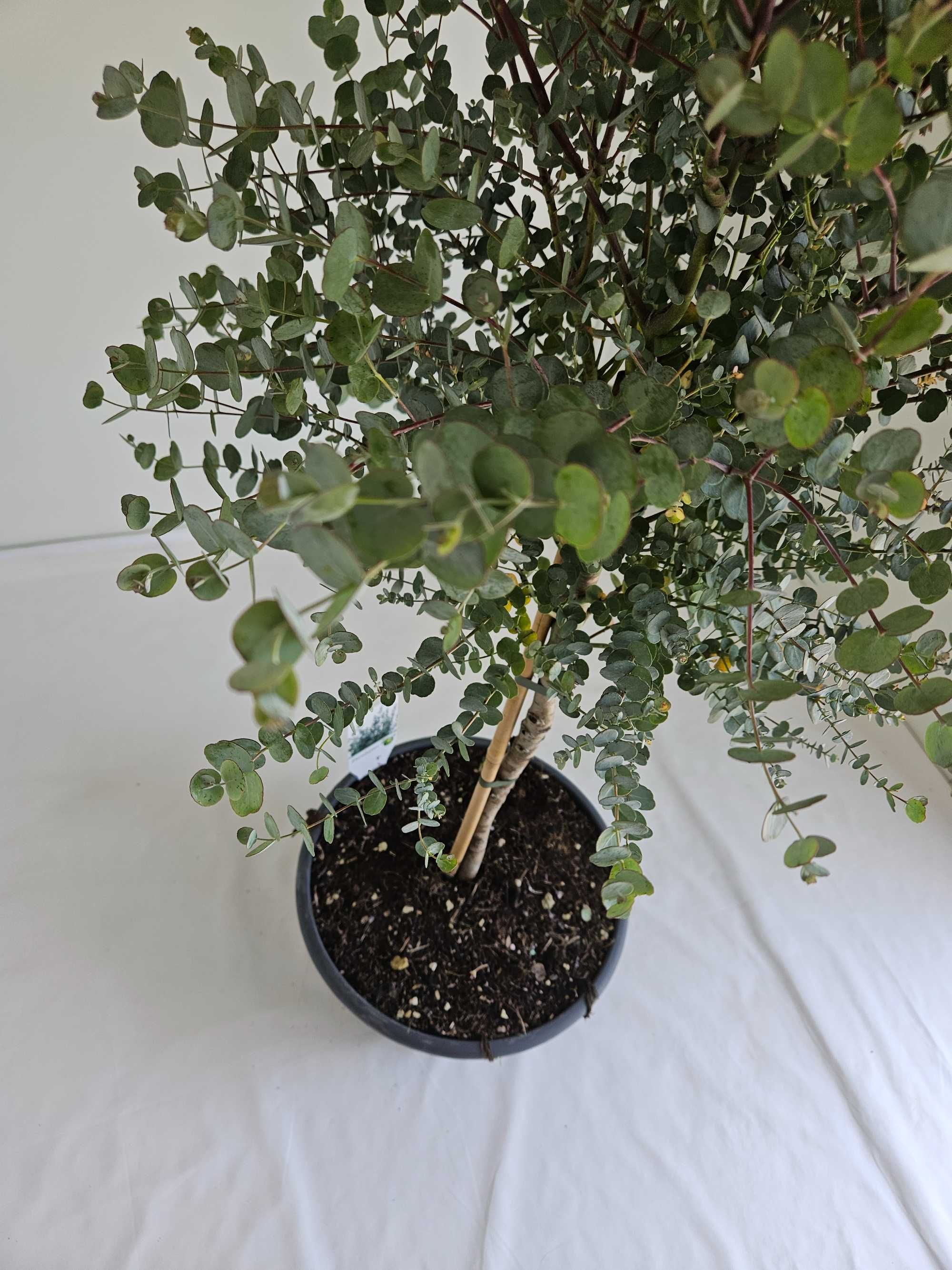 Eukaliptus na pniu – Eucalyptus gunnii – wys. 130 cm