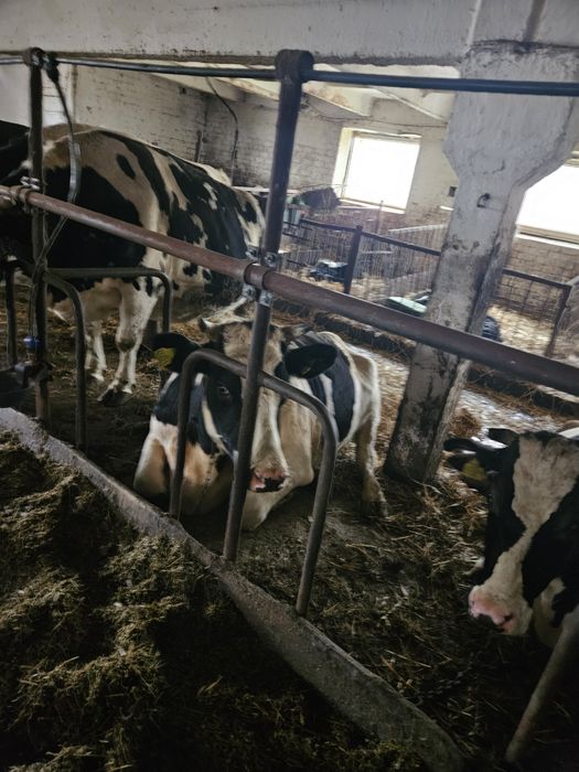 Krowy i jalowki cielne