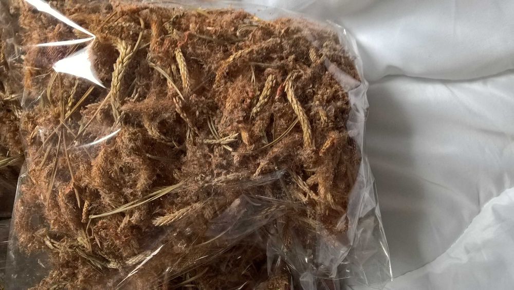 Suszone pędy sosny-100 gram