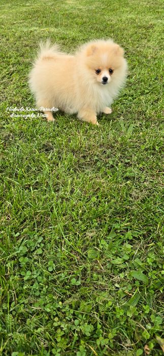 Szpic miniaturowy pomeranian suczka biszkoptowa