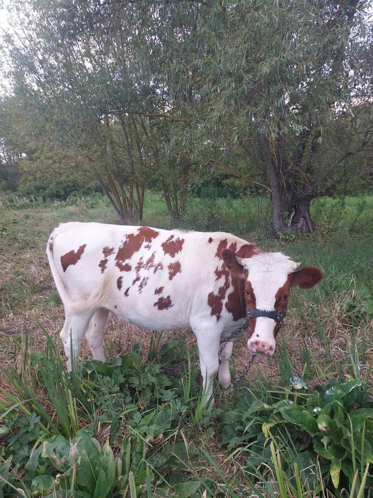 Продам телицю на корову.