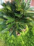Vende-se Cycas já para plantar