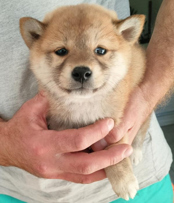 Piesek Shiba Inu rudy do odbioru:)
