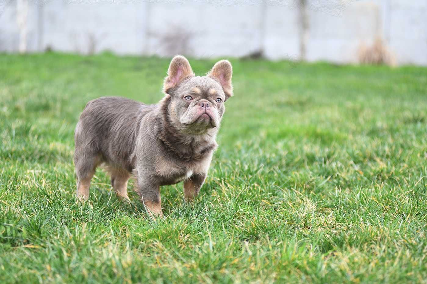 buldog francuski-suczka fluffy z isabella