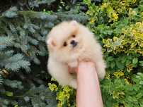 Szpic miniaturowy Pomeranian