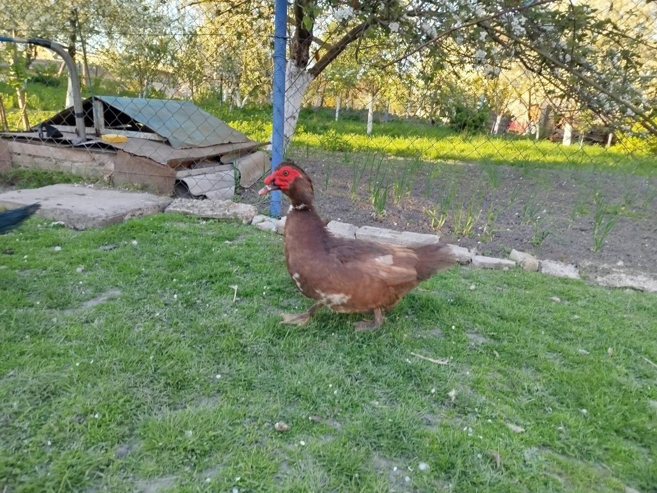 Качур, індокачур, індокачки