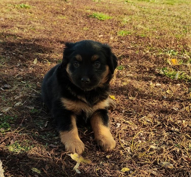 Oddam pieski w dobre ręce