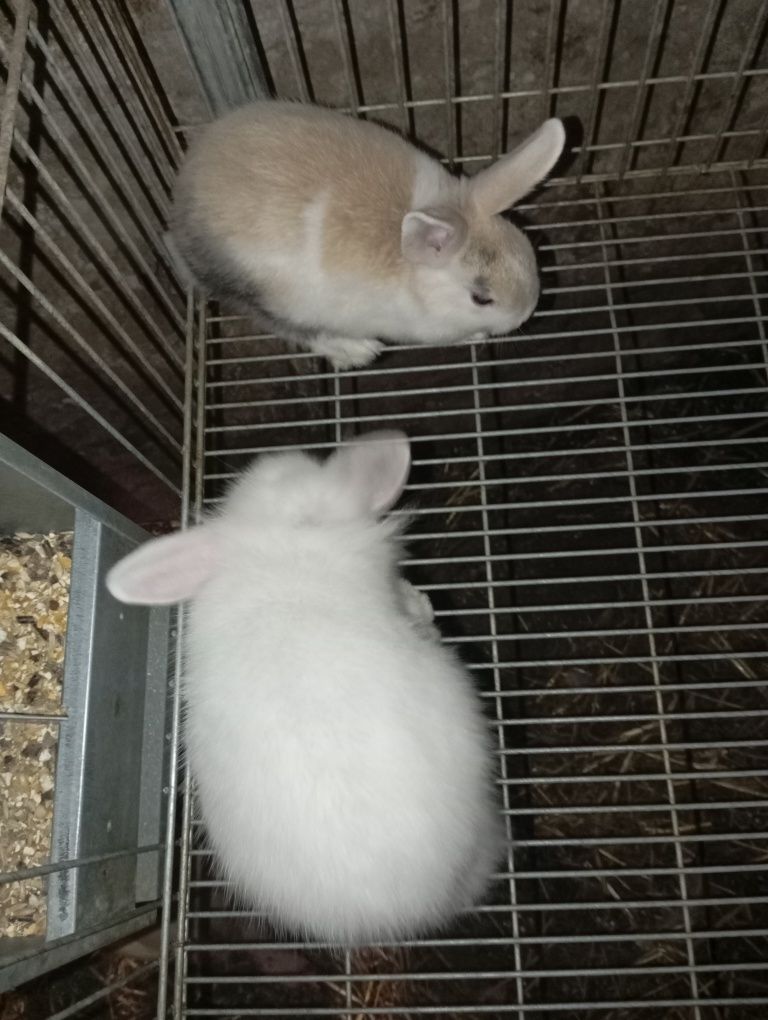 Vendo Coelhos anões